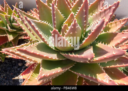 Cactus Aloe vera Banque D'Images