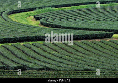 Les plantations de thé à Chiang Rai, Thaïlande Banque D'Images
