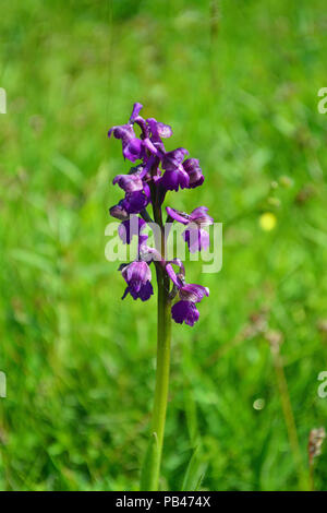 Green-winged Orchid Banque D'Images