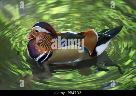 Canard mandarin (Aix galericulata) Mâle Banque D'Images