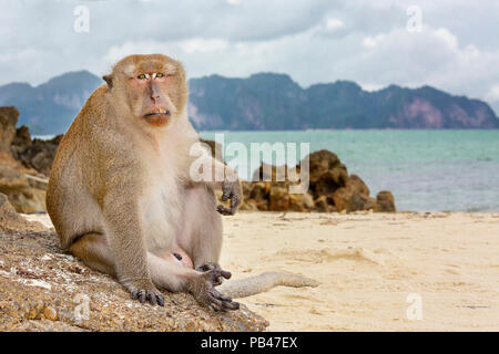 Singe Macaque sur la plage en Thaïlande Banque D'Images