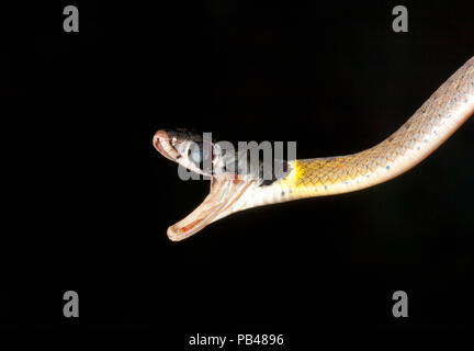 Serpent attaque isolated on black Banque D'Images