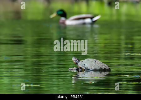 Faire équipe avec l'étang de la faune.Libellule assis sur un bain de soleil et de la carapace de tortue canard colvert floues en arrière-plan.Westport lake nature reserve, le personnel,UK. Banque D'Images