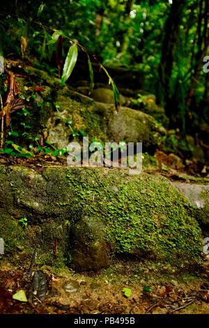 Couvert de mousse étapes dans une forêt tropicale, d'Atherton, Queensland, Australie Banque D'Images