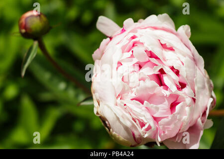 Fleur de pivoine rose clair l'ouverture sur le côté droit sur fond de feuilles vertes. Banque D'Images