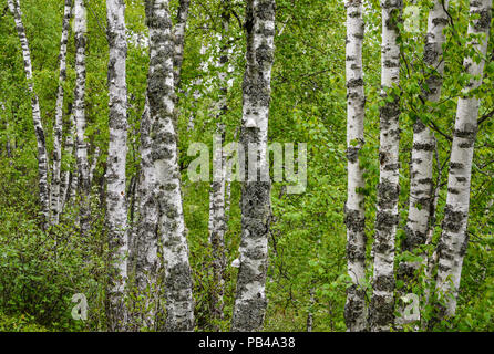 Papier ou le bouleau blanc (Betula papyrifera) forêt, Gooseberry Falls SP, MN, USA, par Bruce Montagne/Dembinsky Assoc Photo Banque D'Images