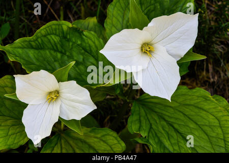 Grande fleur (Trillium grandiflorum Trillium), l'Est de l'Amérique du Nord, par Bruce Montagne/Dembinsky Assoc Photo Banque D'Images