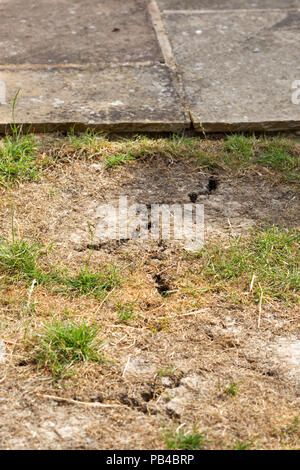 Des parcelles d'herbe mourir sur une pelouse, au Royaume-Uni. L'été 2018. Banque D'Images