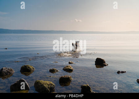 Mili le berger australien Miniature, in water Banque D'Images