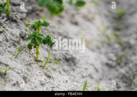 Jeune pomme de terre sur la couverture du sol. Close-up de l'usine. Les pousses vertes de jeunes plants de pommes de terre de l'argile de germination au printemps. Banque D'Images