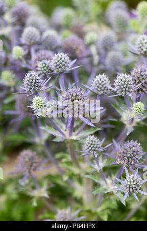 Eryngium planum 'Hobbit'. Holly mer de fleurs. UK Banque D'Images