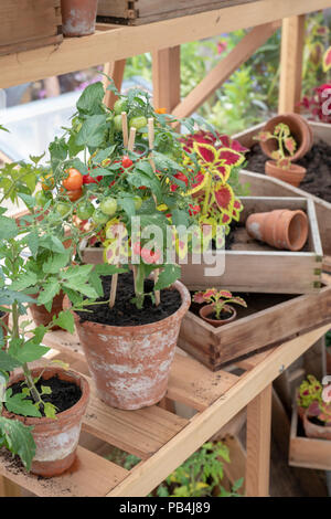 Solanum lycopersicum. Plant de tomate dans un pot de fleur à l'intérieur d'une serre à un flower show. UK Banque D'Images