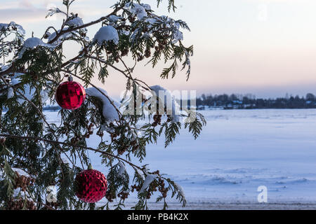 Deux boules de Noël rouge suspendu à un cèdre dans le paysage enneigé en hiver Banque D'Images