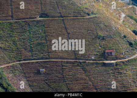 Le paysage plein de vignobles de la Ribeira Sacra, sobres, Lugo, Galice Banque D'Images