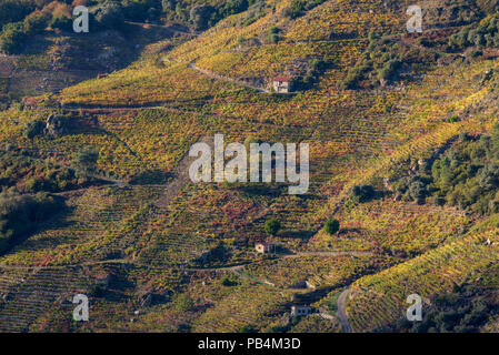 Petits établissements vinicoles entre les grands vignobles de la Ribeira Sacra, sobres, Lugo, Galice Banque D'Images