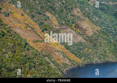 D'autres vignobles et des forêts sur les pentes du canyon de la Sil, Ribeira Sacra, sobres, Lugo, Galice Banque D'Images