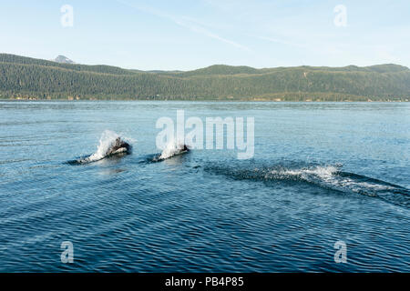 Les marsouins de Dall surfacing dans canal préféré dans le sud de l'Alaska. Banque D'Images