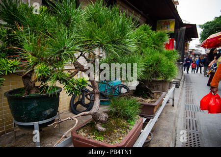 LANTAU, HONG-KONG - février : Bonsai sur la rue du village de pêcheurs de tai o, très populaire auprès des touristes qui visitent l'île de Lantau le 3 févr Banque D'Images