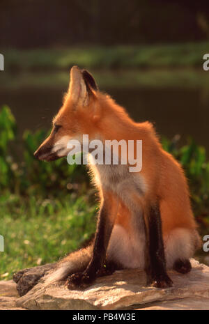 Les jeunes assis à côté de red fox Lake sur la roche dans la luminosité de l'après-midi, New York, USA Banque D'Images