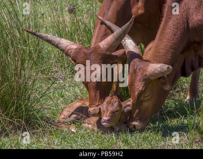 Deux bovins Watusi montrer de l'affection pour le jeune veau Banque D'Images