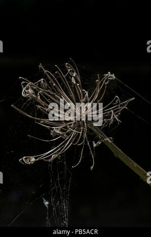 Les séché, chef d'une fleur morte agapanthus visées au d'araignée. Banque D'Images