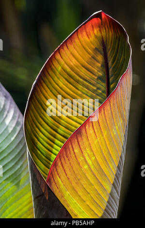 Intense du soleil illuminant les feuilles d'un Musa Santa Morelli plante. Banque D'Images