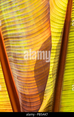 Intense du soleil illuminant les feuilles d'un Musa Santa Morelli plante. Banque D'Images