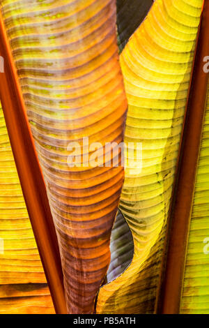 Intense du soleil illuminant les feuilles d'un Musa Santa Morelli plante. Banque D'Images