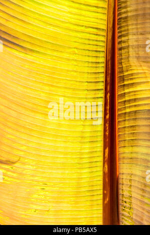 Intense du soleil illuminant les feuilles d'un Musa Santa Morelli plante. Banque D'Images