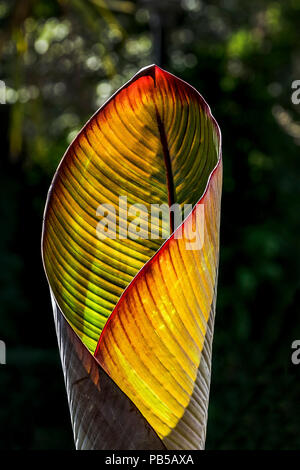 Intense du soleil illuminant les feuilles d'un Musa Santa Morelli plante. Banque D'Images