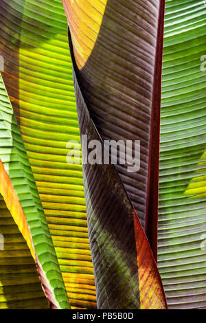 Intense du soleil illuminant les feuilles d'un Musa Santa Morelli plante. Banque D'Images