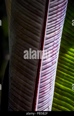 Intense du soleil illuminant les feuilles d'un Musa Santa Morelli plante. Banque D'Images