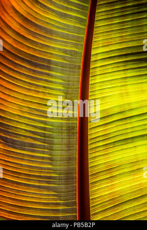 Intense du soleil illuminant les feuilles d'un Musa Santa Morelli plante. Banque D'Images