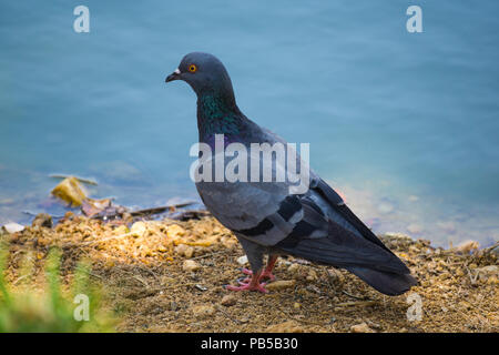 Les pigeons de roche sont tubby oiseaux avec une petite tête et jambes courtes. Leur aile sont vastes mais fait l'aile et la queue est large et arrondi. Banque D'Images