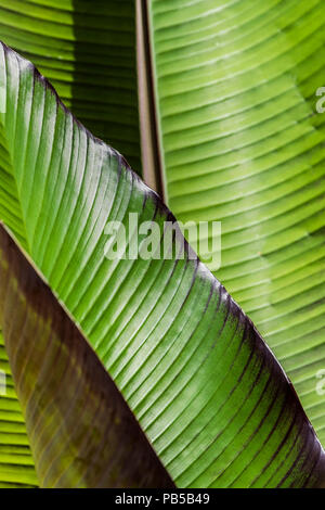 Intense du soleil illuminant les feuilles d'un Musa Santa Morelli plante. Banque D'Images