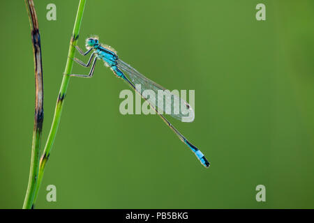 Une demoiselle à queue bleue (Ischnura elegans) sur l'eau une prêle (Equisetum fluviatile) la tige dans les collines de Mendip, Somerset, Angleterre. Banque D'Images