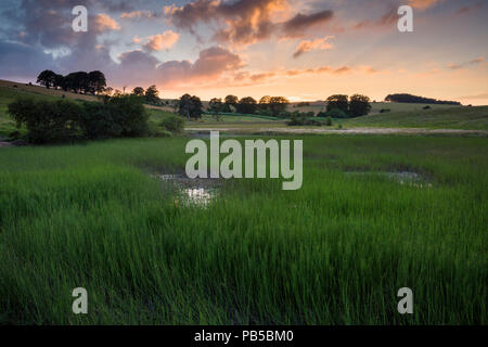 Waldergrave Pool dominée par la queue de cheval (Equisetum fluviatile) à Priddy Mineries dans le paysage national de Mendip Hills, Somerset, Angleterre. Banque D'Images