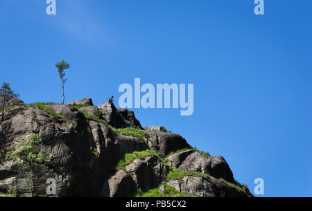 Homme assis seul sur les rochers falaise arbre isolé avec ciel bleu en été Ecosse UK Banque D'Images