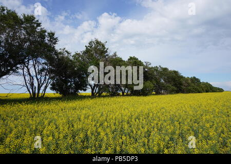 Champ de colza en fleur , été en Alberta, Canada Banque D'Images