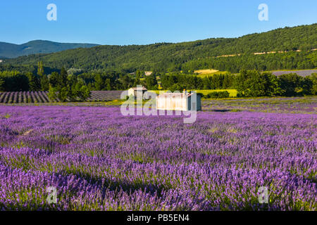 Champ de lavande en fleur dans la douce soirée lumière près de Sault, Provence, France, panorama avec hut Banque D'Images