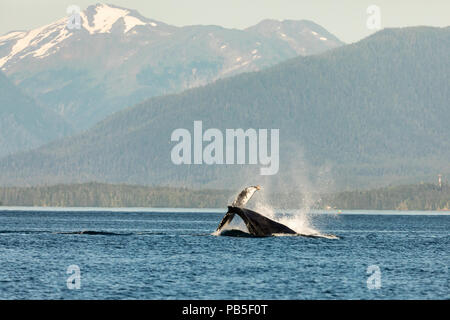 Baleine à bosse queue slapping de Saginaw Canal dans le sud de l'Alaska. Banque D'Images