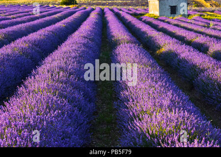 Champ de lavande près de Sault, Provence, France Banque D'Images