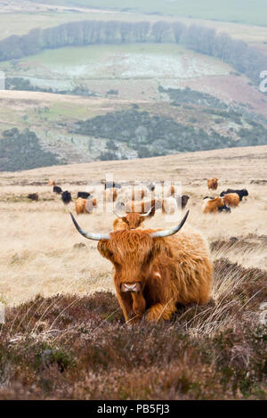 Une vue de l'hiver en liberté sur Highland cattle Hill, près de Honeycombe Dunkery Beacon au coeur de l'Exmoor National Park à Somerset Banque D'Images