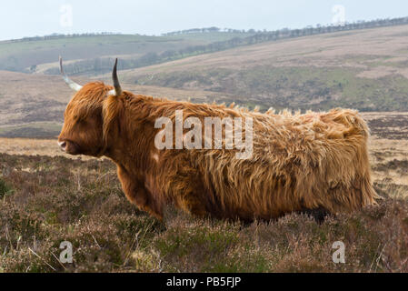 Un hiver vue d'une vache Highland en liberté sur la colline près de Honeycombe Dunkery Beacon au coeur de l'Exmoor National Park à Somerset Banque D'Images