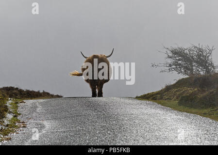 Un hiver vue d'une vache Highland marchant le long de la route traversant Honeycombe Hill près de Dunkery Beacon dans le Parc National d'Exmoor à Somerset Banque D'Images