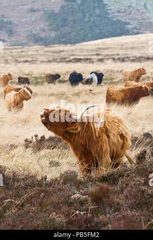 Une vue de l'hiver en liberté sur Highland cattle Hill, près de Honeycombe Dunkery Beacon au coeur de l'Exmoor National Park à Somerset Banque D'Images