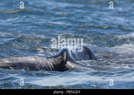 Baleine grise de Californie adultes, Eschritius robustus, flets, plongée dans la lagune de San Ignacio, Baja California Sur, au Mexique. Banque D'Images