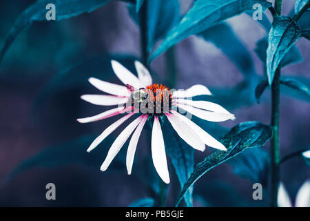 Close-up image macro shot of BEE on beau conte magique de rêve marguerite blanche fleur avec feuille vert foncé, couleur vintage retro, soft focus sélectif Banque D'Images