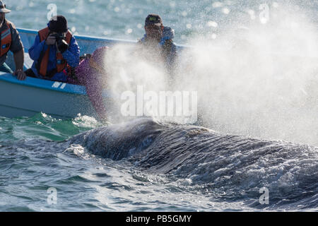 Baleine grise de Californie adultes, Eschritius robustus, auprès des touristes dans la lagune de San Ignacio, Baja California Sur, au Mexique. Banque D'Images