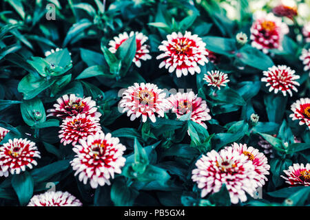 Beau rêve de fée rouge et blanc magique zinnia fleurs avec des feuilles vert foncé, retro style vintage, soft focus sélectif, l'arrière-plan flou, copysp Banque D'Images